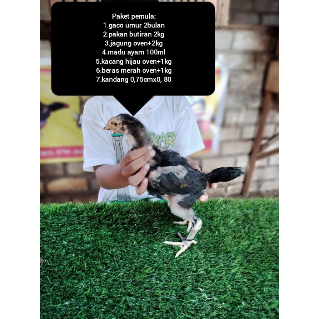 Paket terapi berhenti judol