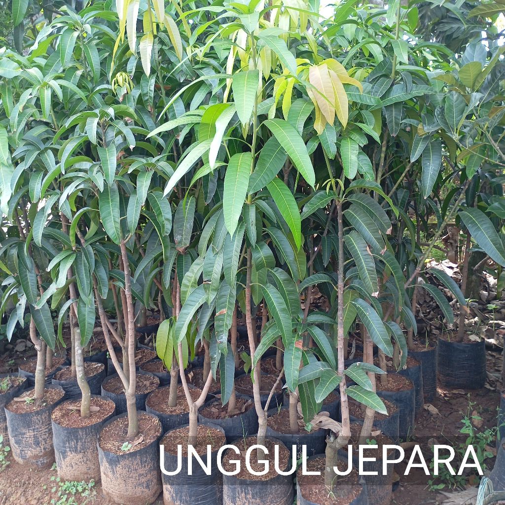BIBIT MANGGA KIOJAY 1,5METER