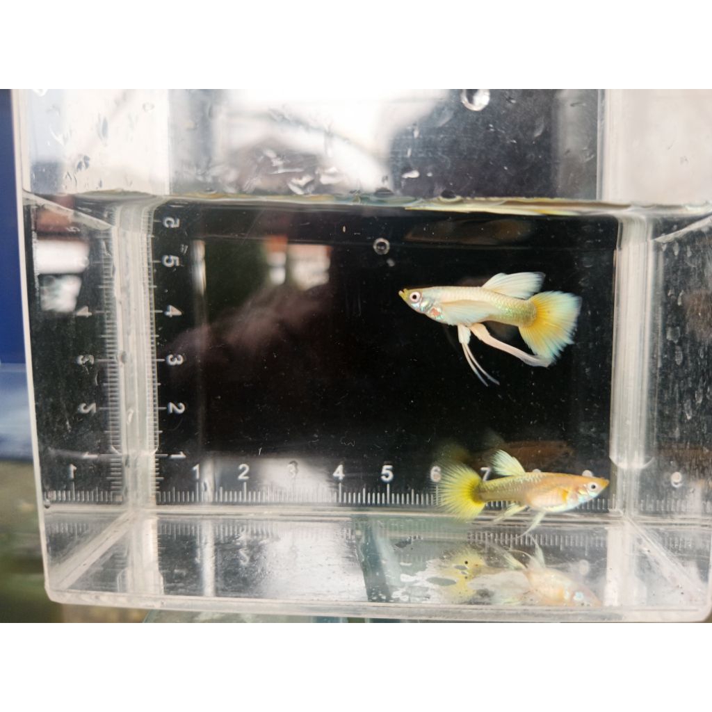 Ikan Hias Guppy Albino Full Gold - Jantan, Warna Emas Menawan, Mudah Dibudidayakan