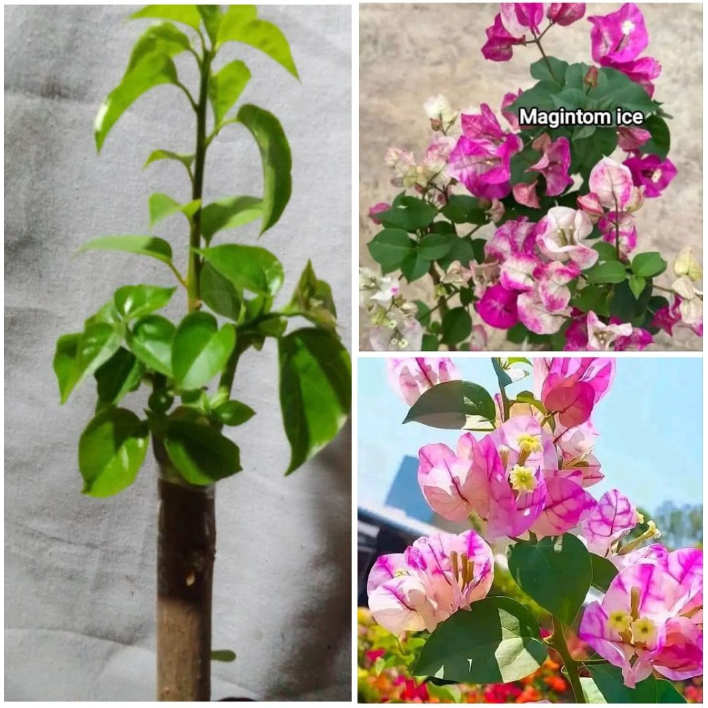 Bibit Bougenville 1 Pohon 2 Jenis/Warnaa