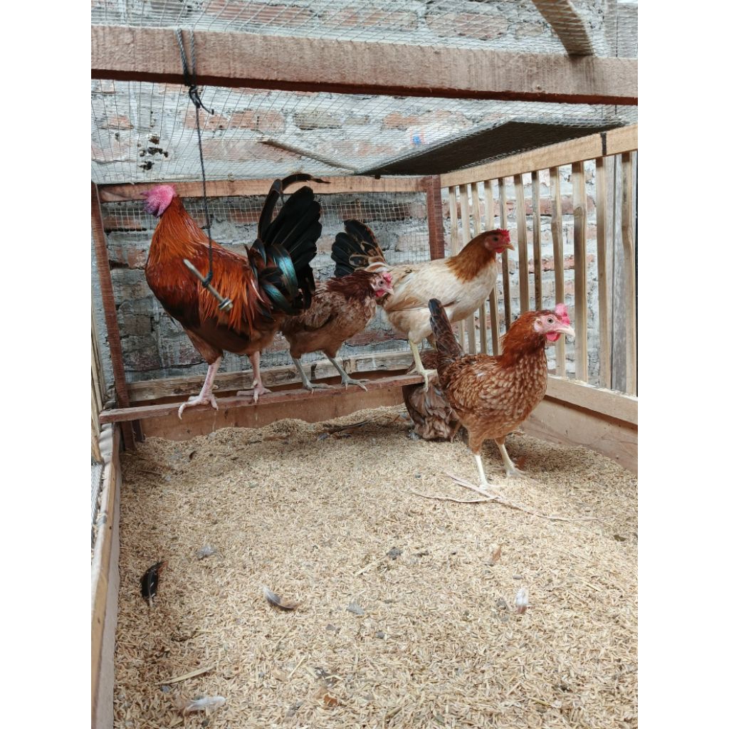 Telur Fertil Ayam Elba