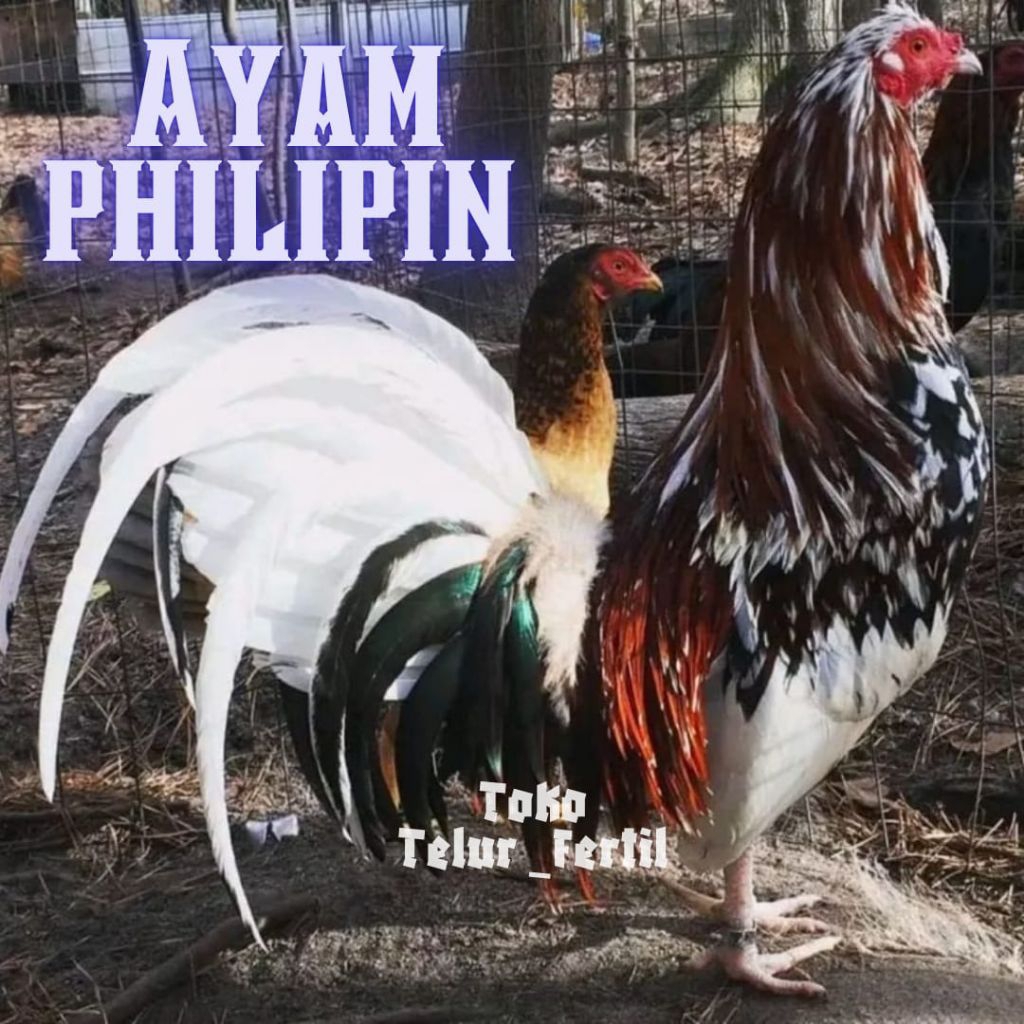 TELUR  AYAM PHILIPIN ASLI UNTUK DITETASKAN