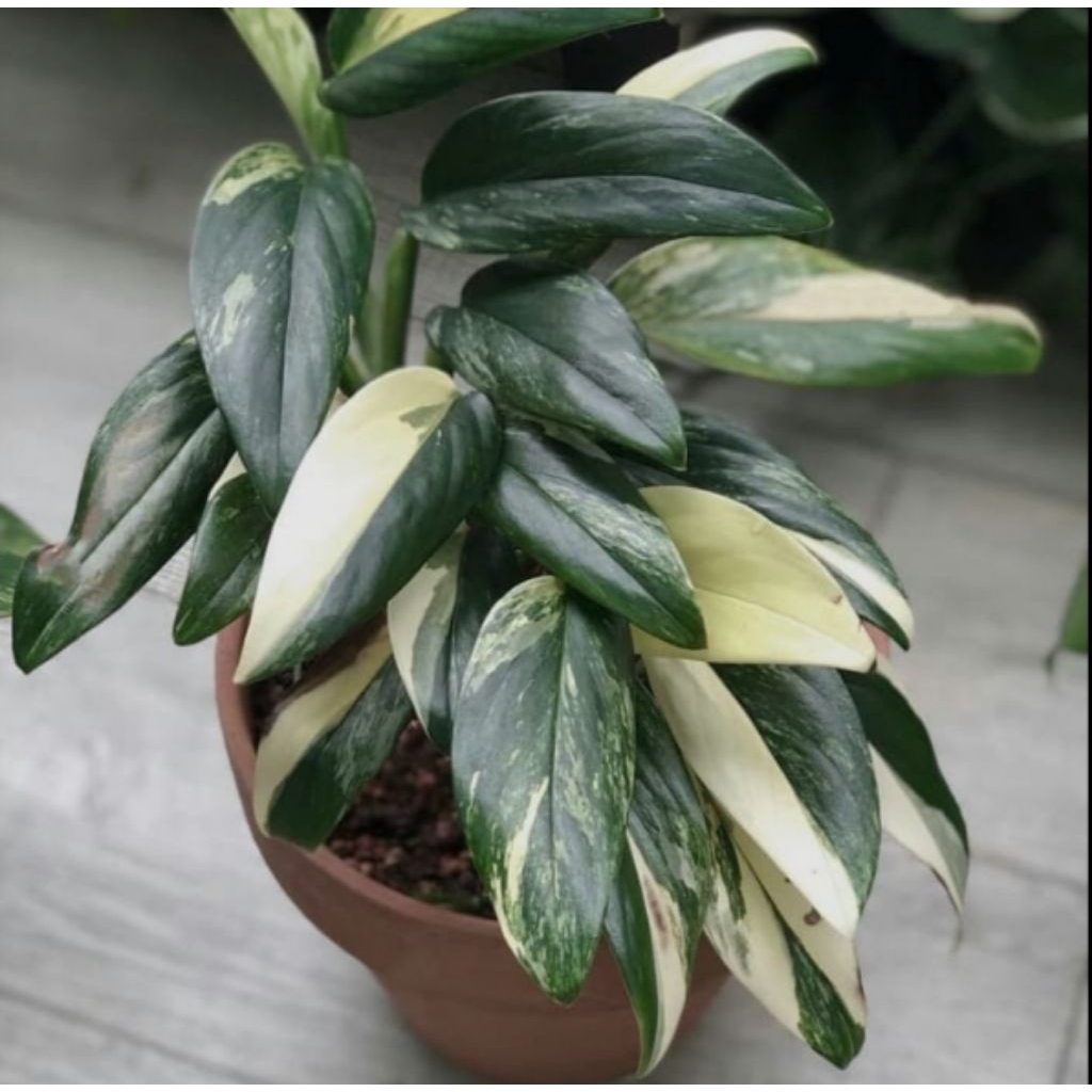 Bibit Tanaman Monstera Standleyana - Tanaman Hias Rambat Monstera Standleyana.