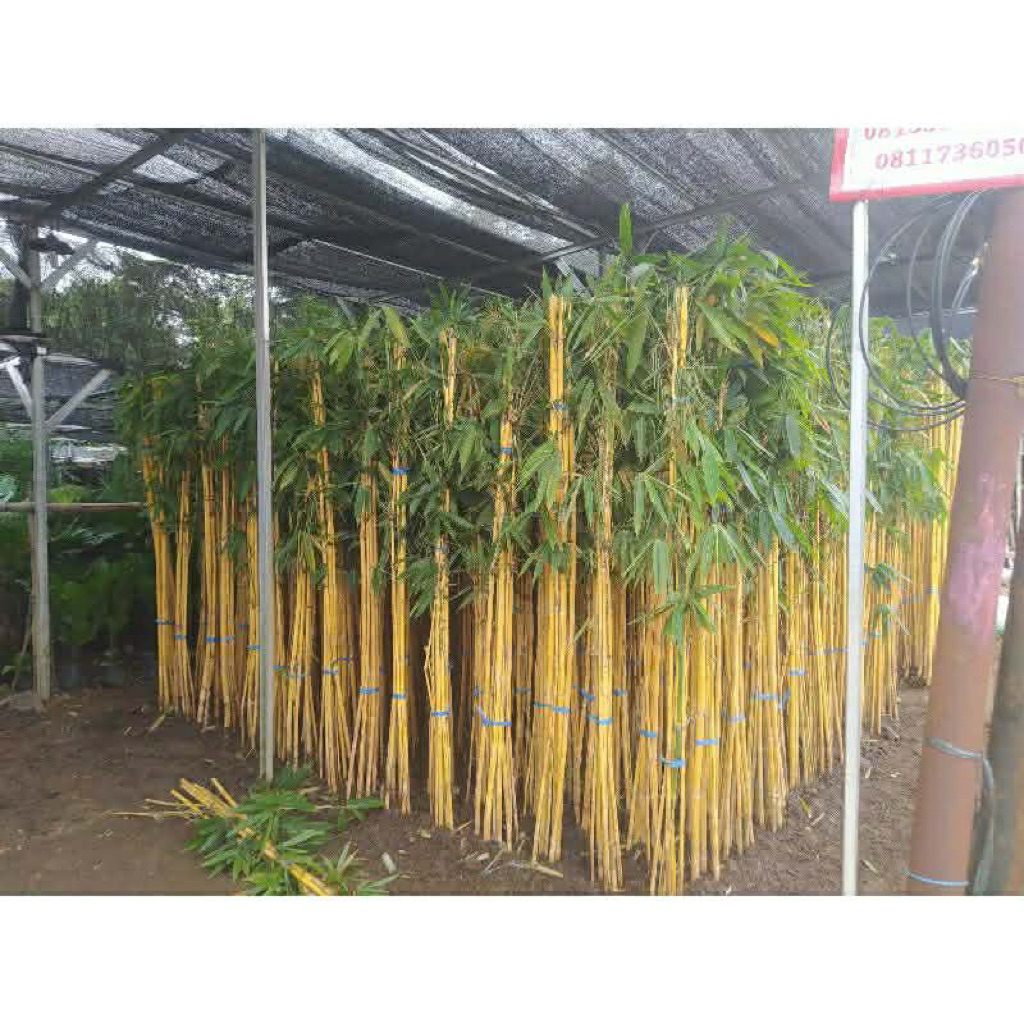 Promo pohon bambu kuning panda/ bambu panda