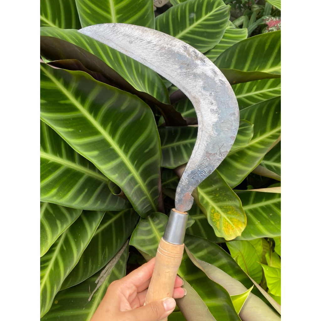 arit rumput dan padi baja Isen cap mata dalangan Wonosobo