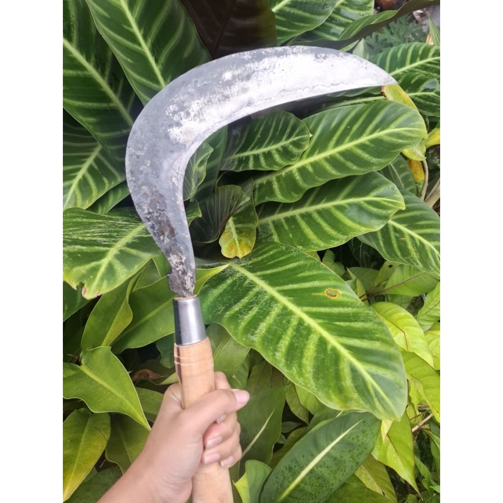 arit rumput dan padi baja isen asli dalangan wonosobo