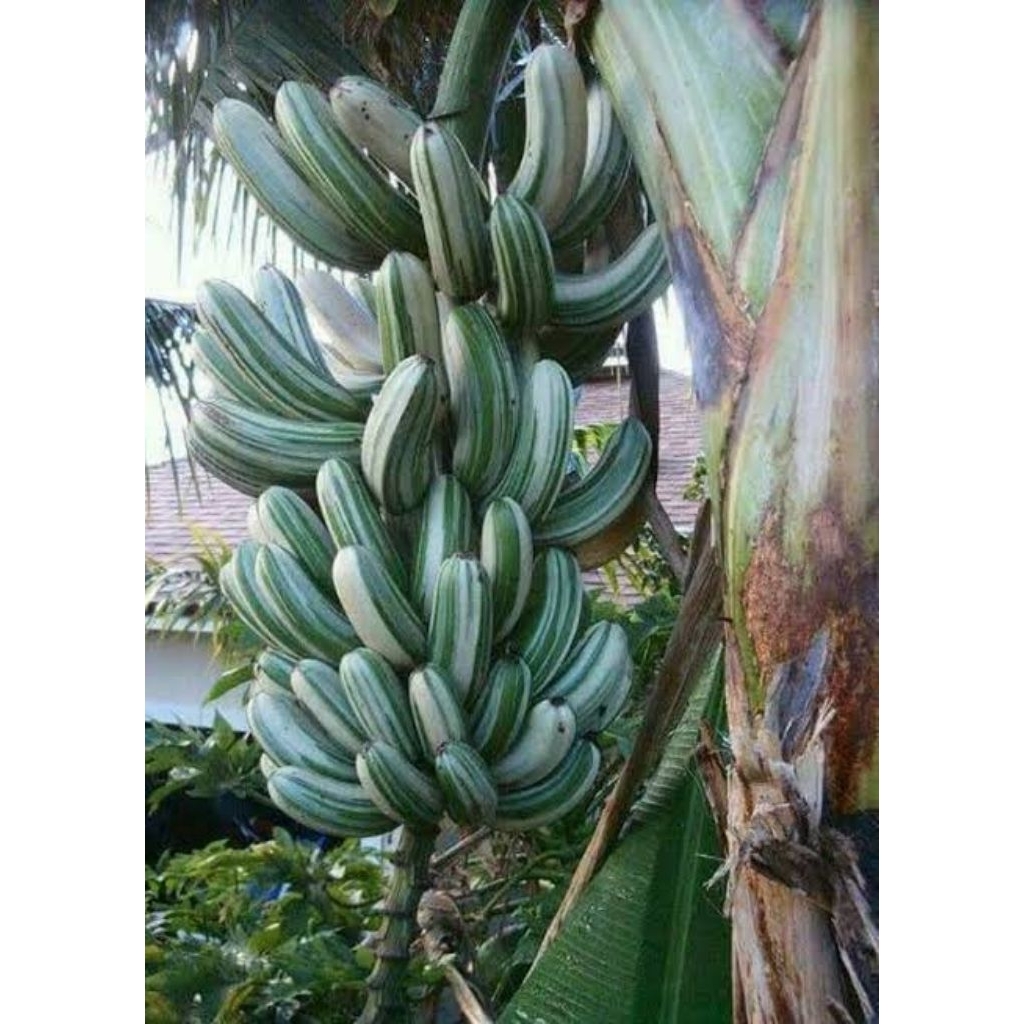 PREMIUM BIBIT BUAH PISANG VARIGATA (BELI 1 GRATIS 2) SIAP TANAM-DI POT