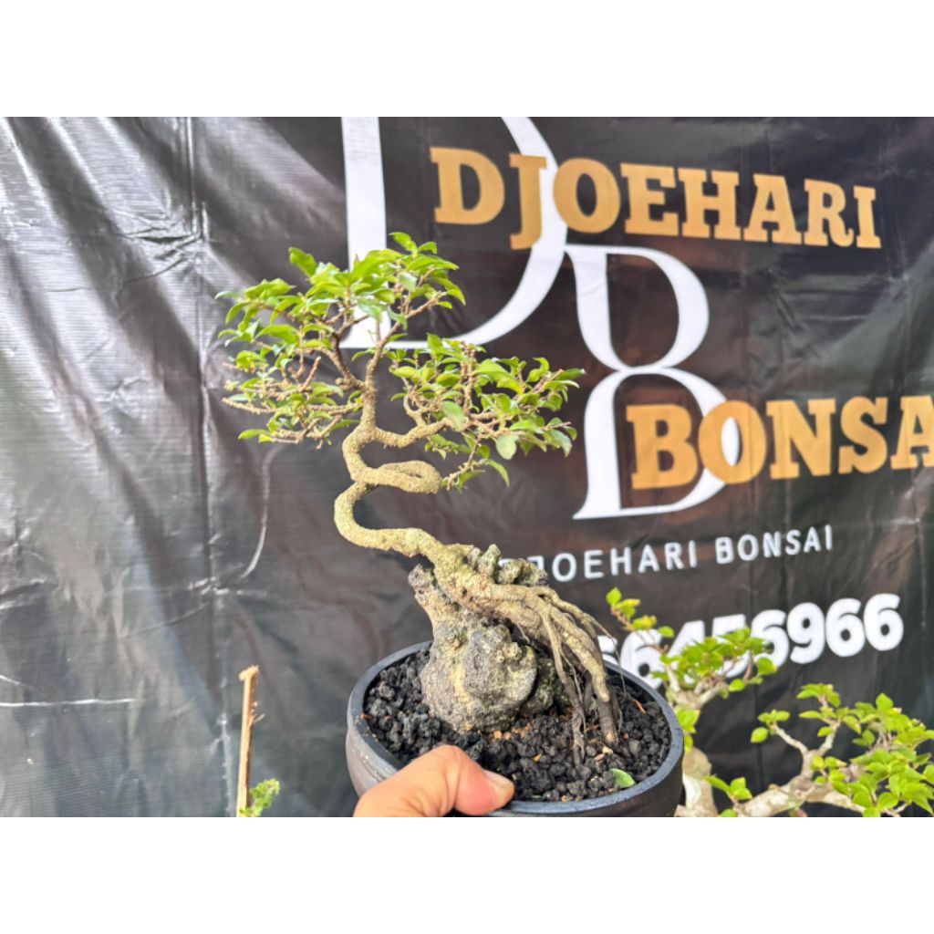 Sakura Mikro OnTheRock