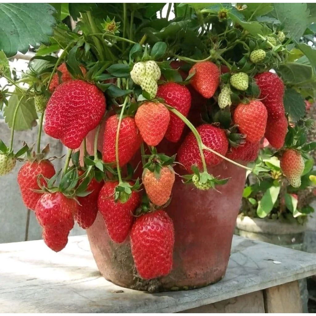 Benih strawberry merah jumbo