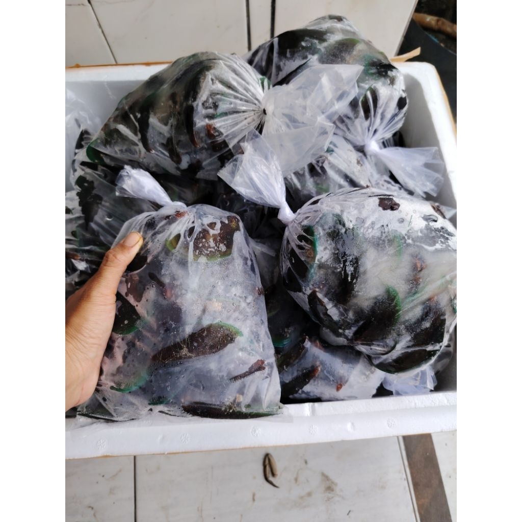 KERANG HIJAU MANIS KERANG HIJAU LAUT