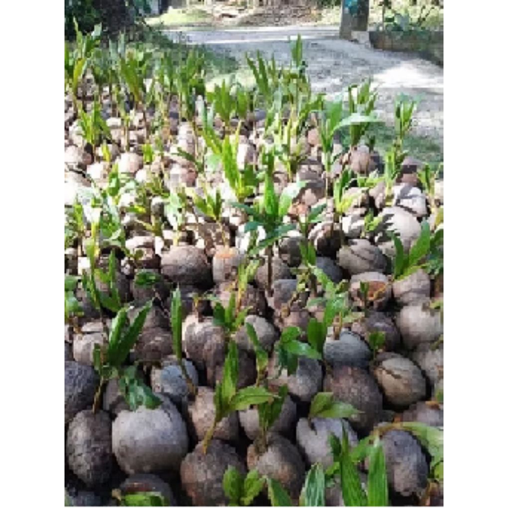 bibit kelapa hijau buah tebal cepat berbuah