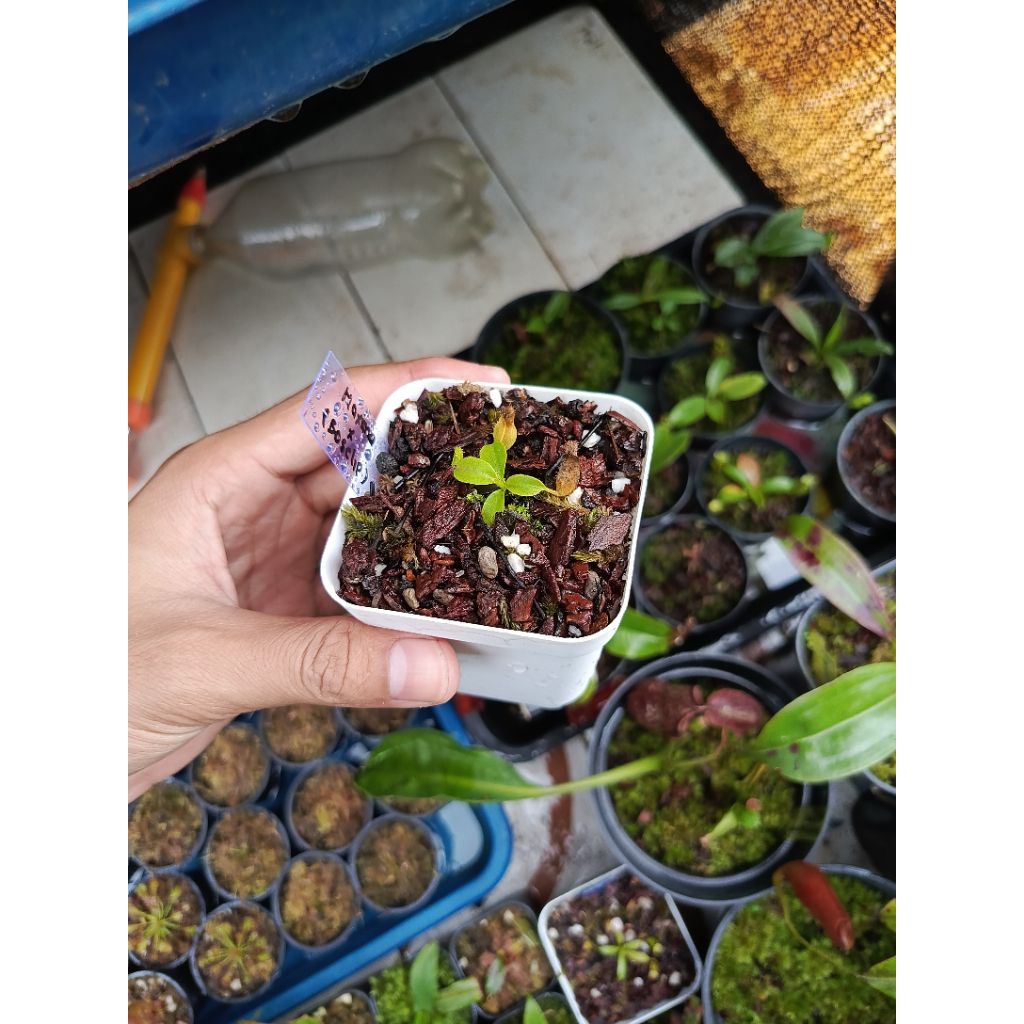 Nepenthes Maxima x (Boschiana x Clipeata)