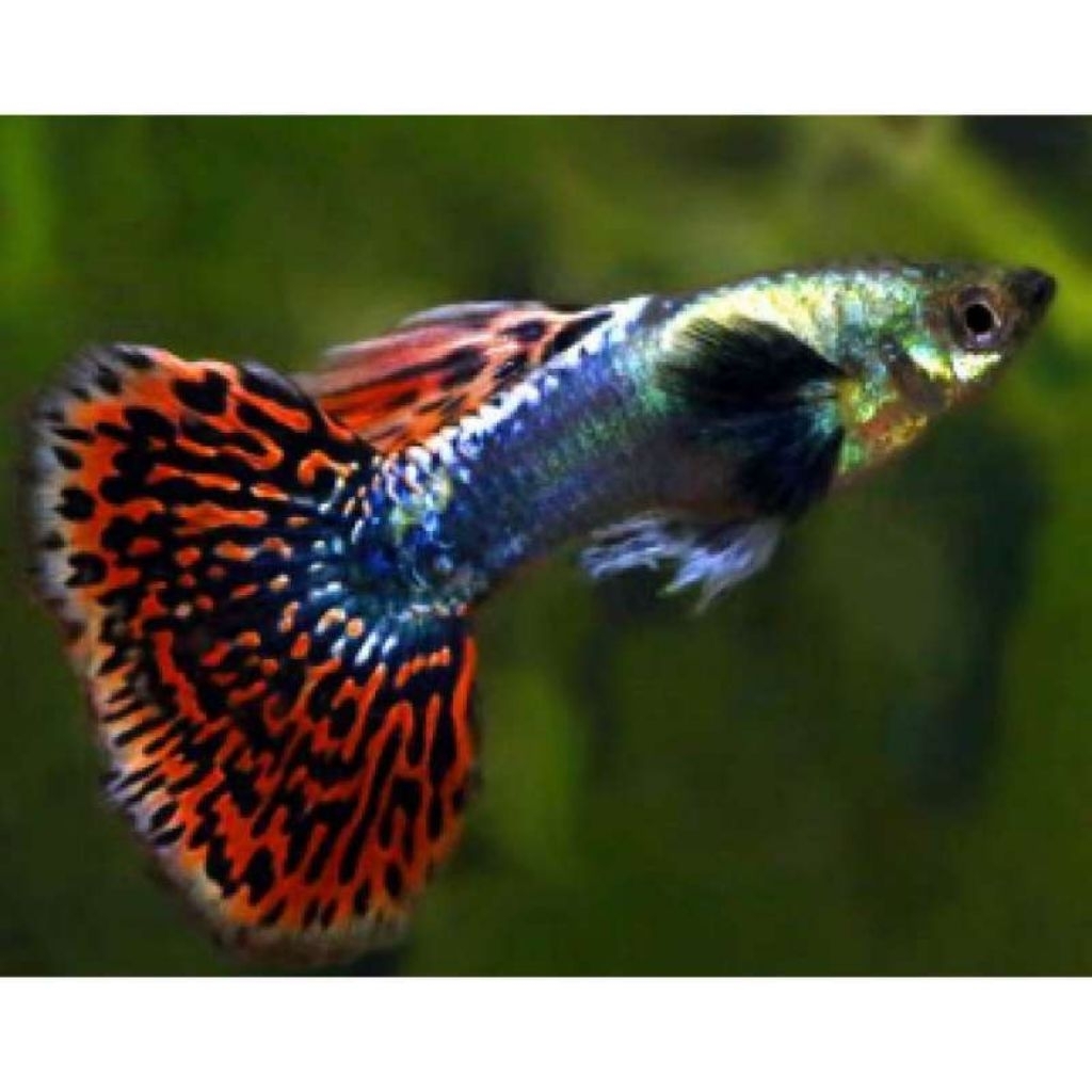 Guppy cendolan mix 7 jantan ekor Guppy mumer Guppy hiasan aquarium hiasan kamar aesthetic Guppy cant