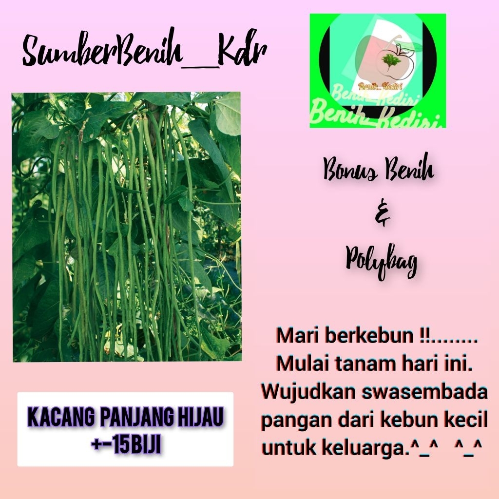 15 benih bibit biji sayur kacang hijau