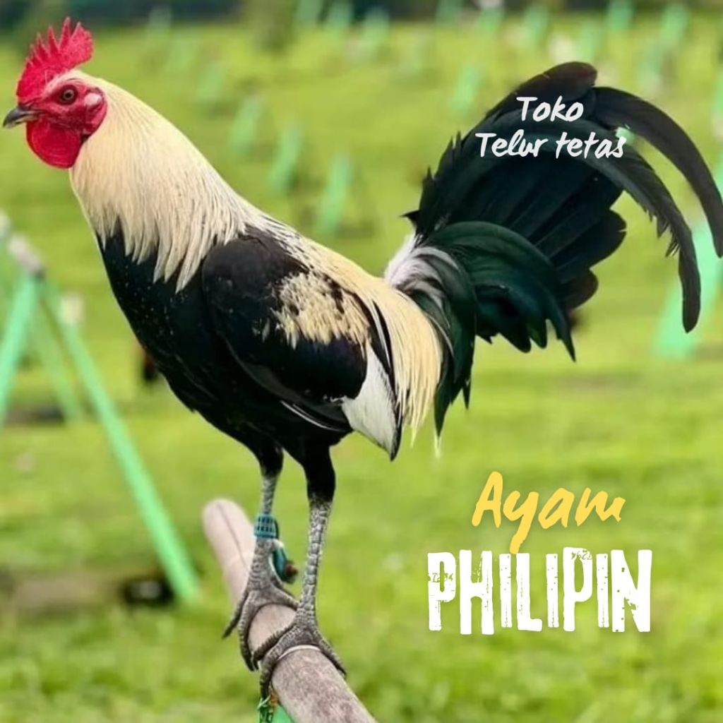 TELUR AYAM PHILIPIN ASLI UNTUK DITETASKAN