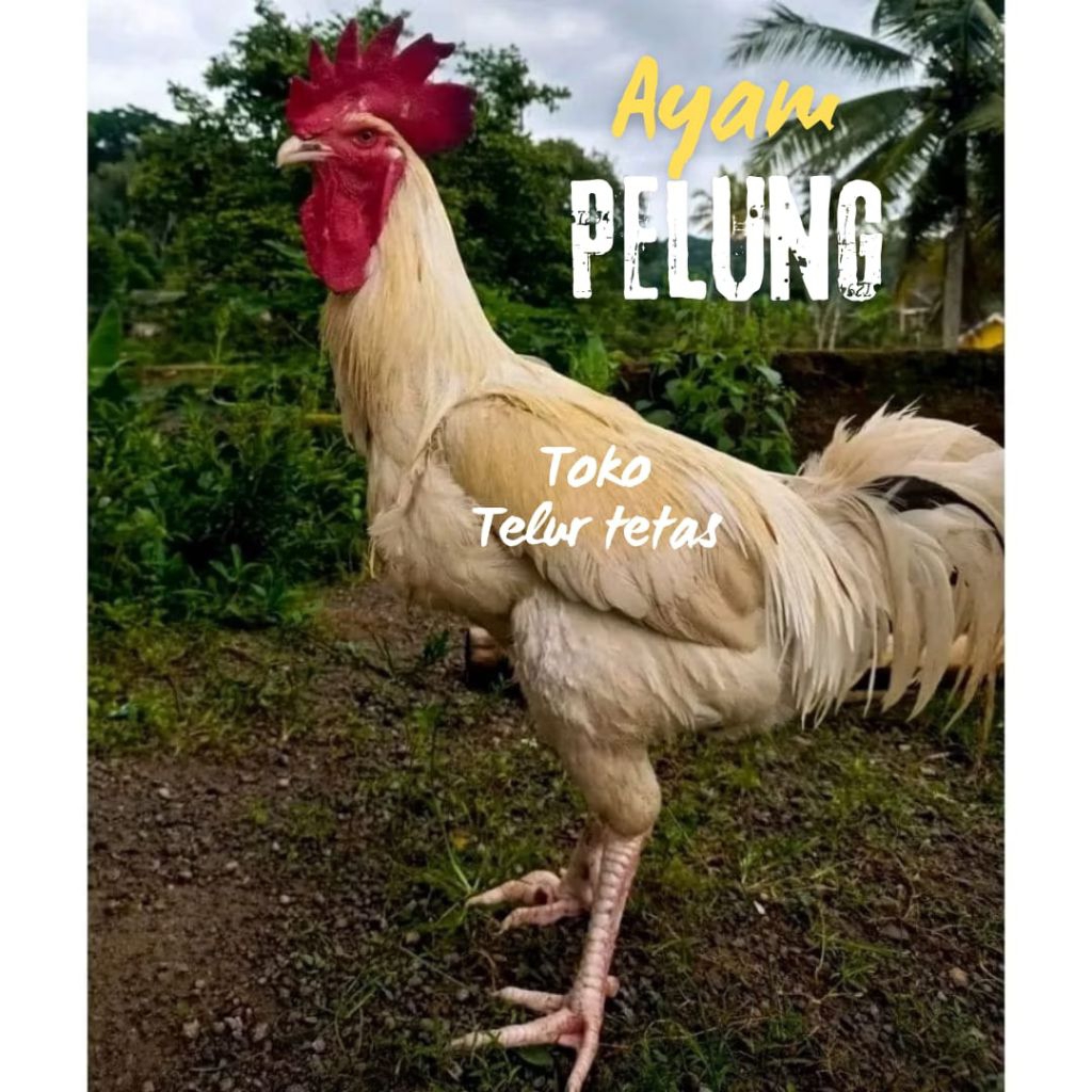 TELUR AYAM PELUNG  FERTIL UNTUK DITETASKAN