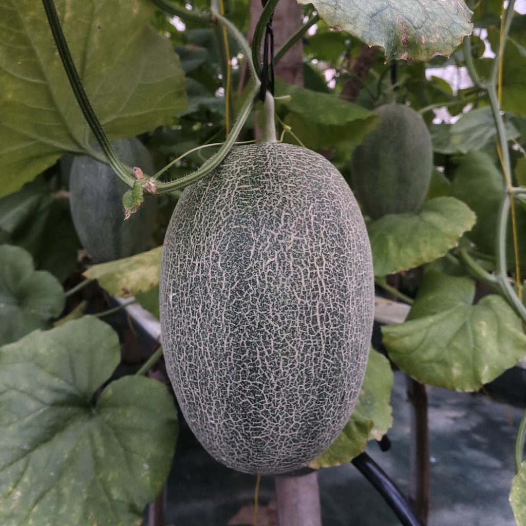 Buah Melon Hami The Blues Premium Hidroponik