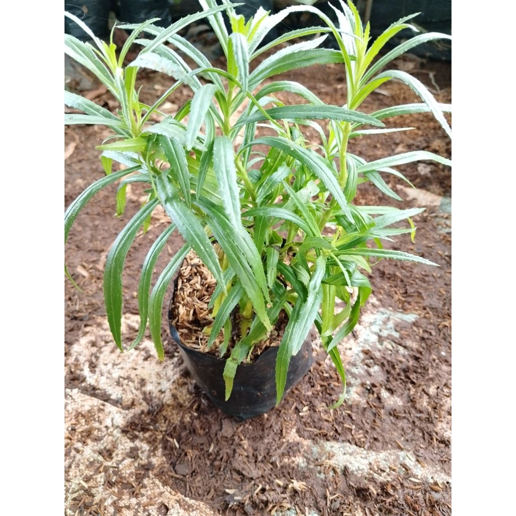 bibit tanaman hias lavender, bunga lavender tanaman hias