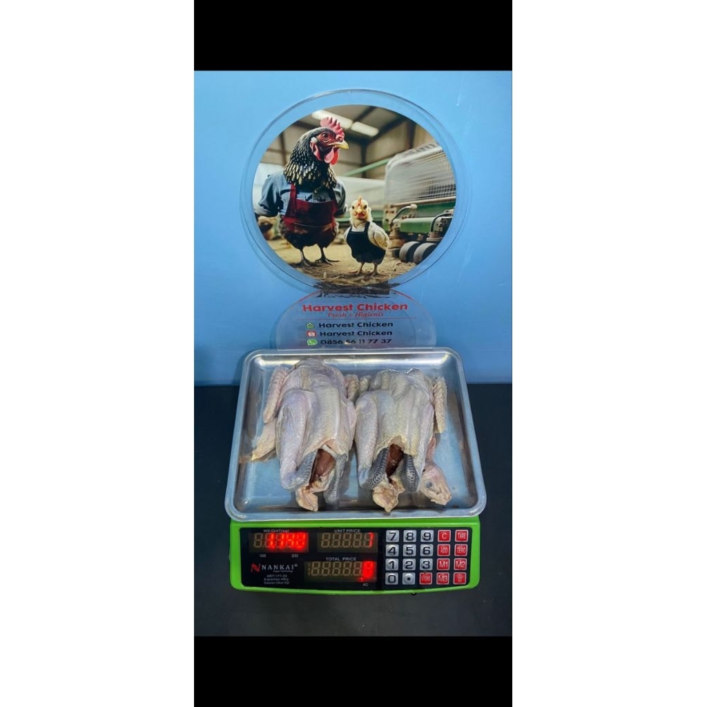 Ayam kampung / ayam kampung muda / ayam obat / ayam tim