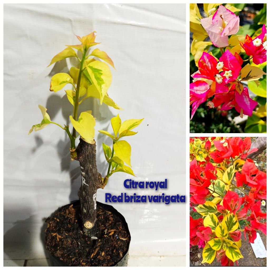bougenville 2 warna (citra royal mix red briza varigata)