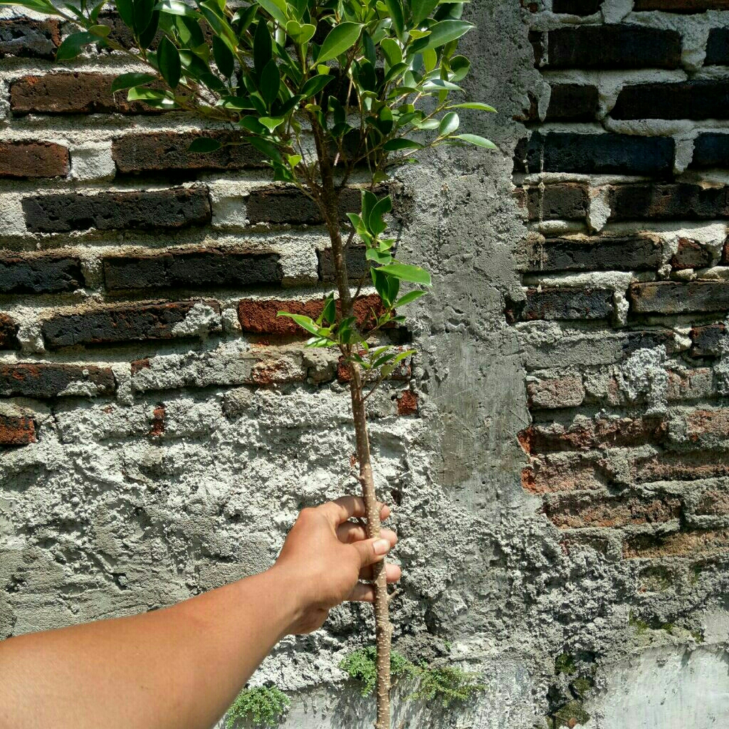 ficus kimeng 80cm bahan gabungan sejarian