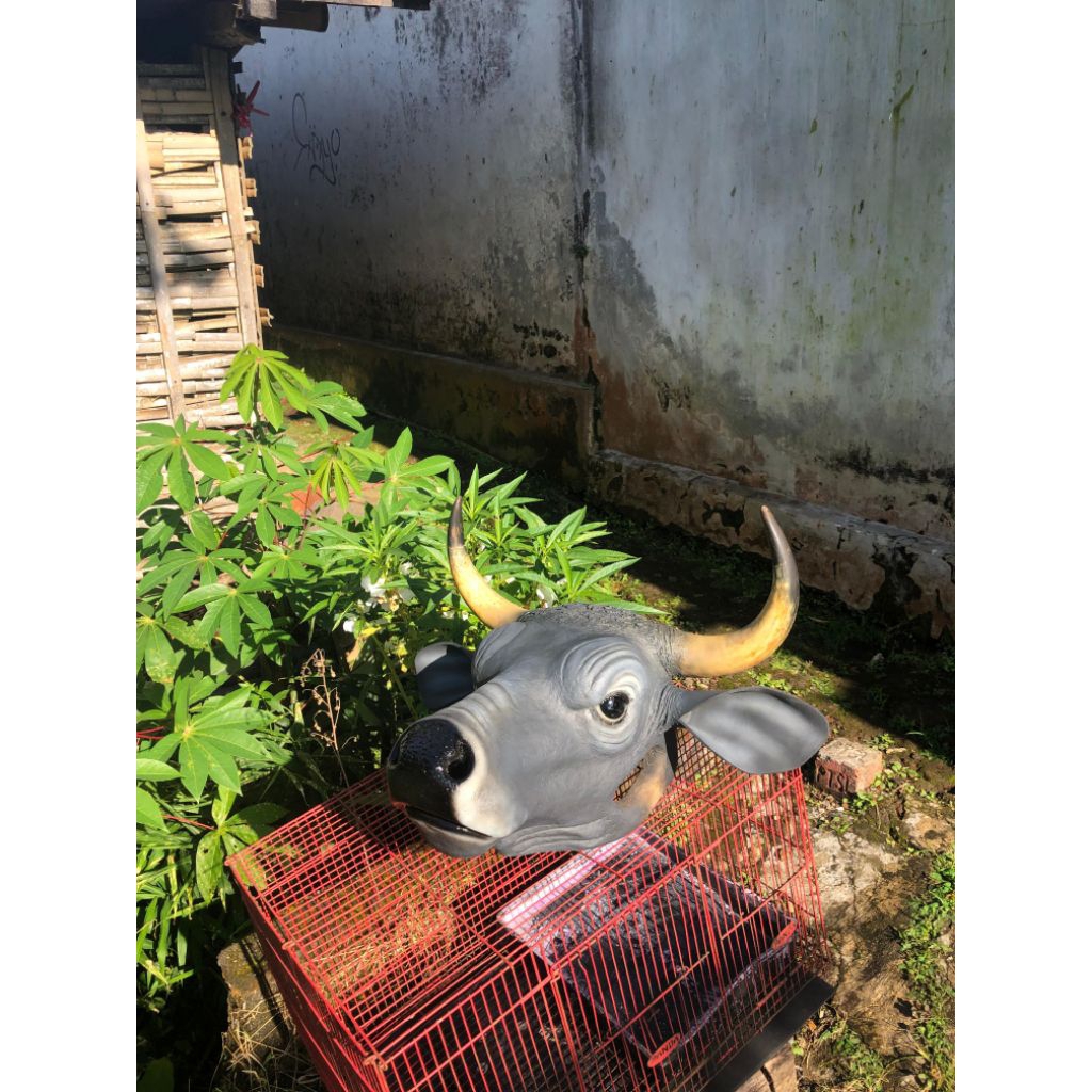 bantengan ukuran dewasa