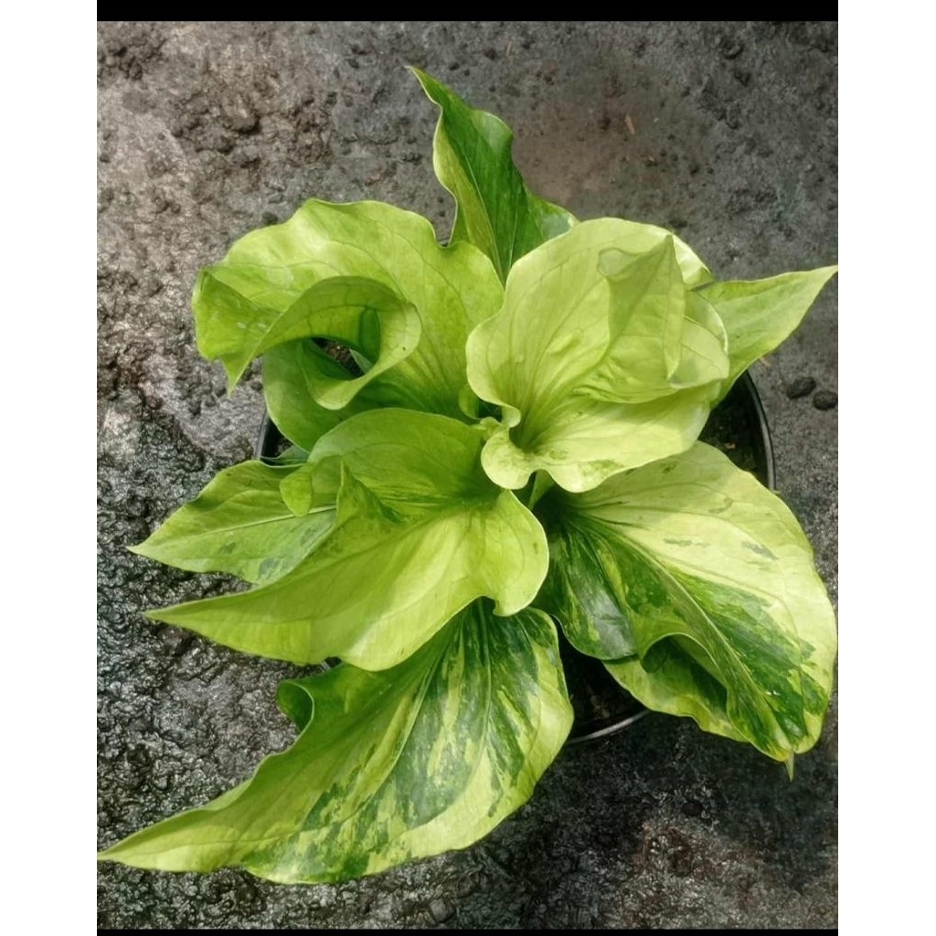 anthurium obor varigata mint mewah ori split bonggol