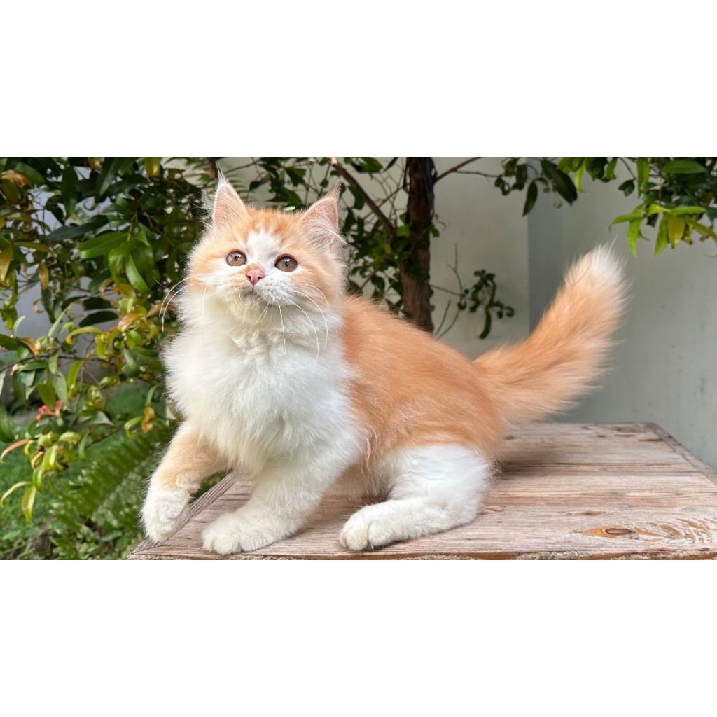 KUCING PERSIA JANTAN 3 BULAN OREN PUTIH LUCU