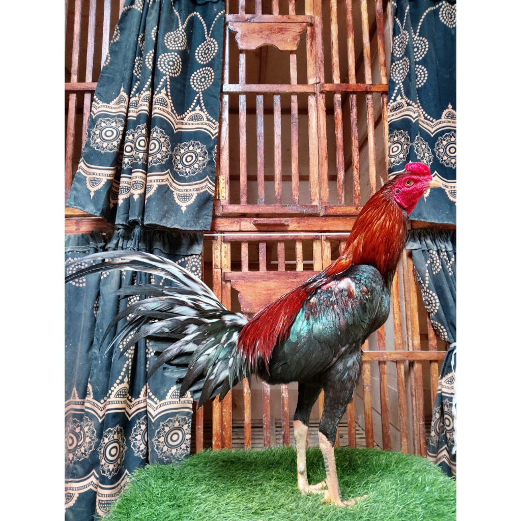 Pakhoy Bahan 7 Bulan Full Brakot