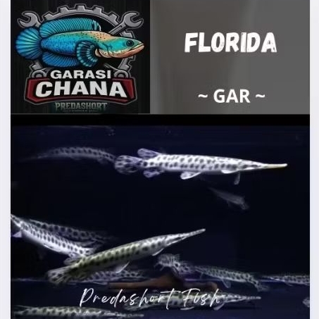 Ikan Hias FLORIDA GAR berkualitas bergaransi