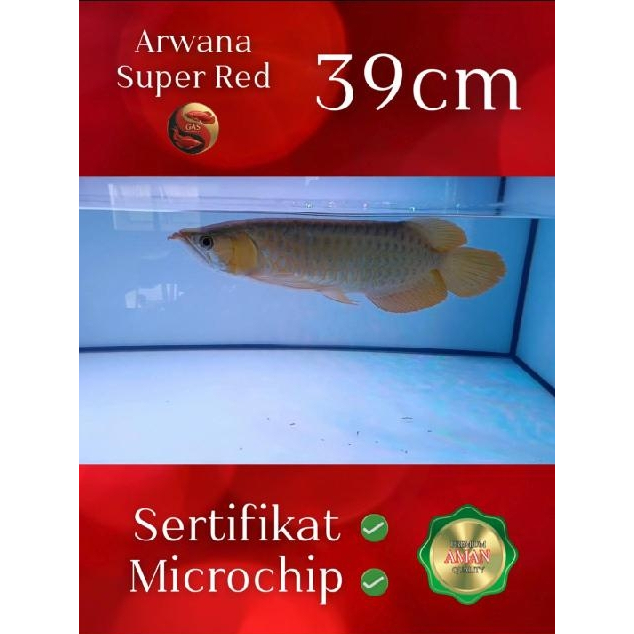 Ikan Arwana Super Red 39cm | Asli Kalimantan | Kualitas MANTAB  Legalitas Berserti & Microchip | Sia