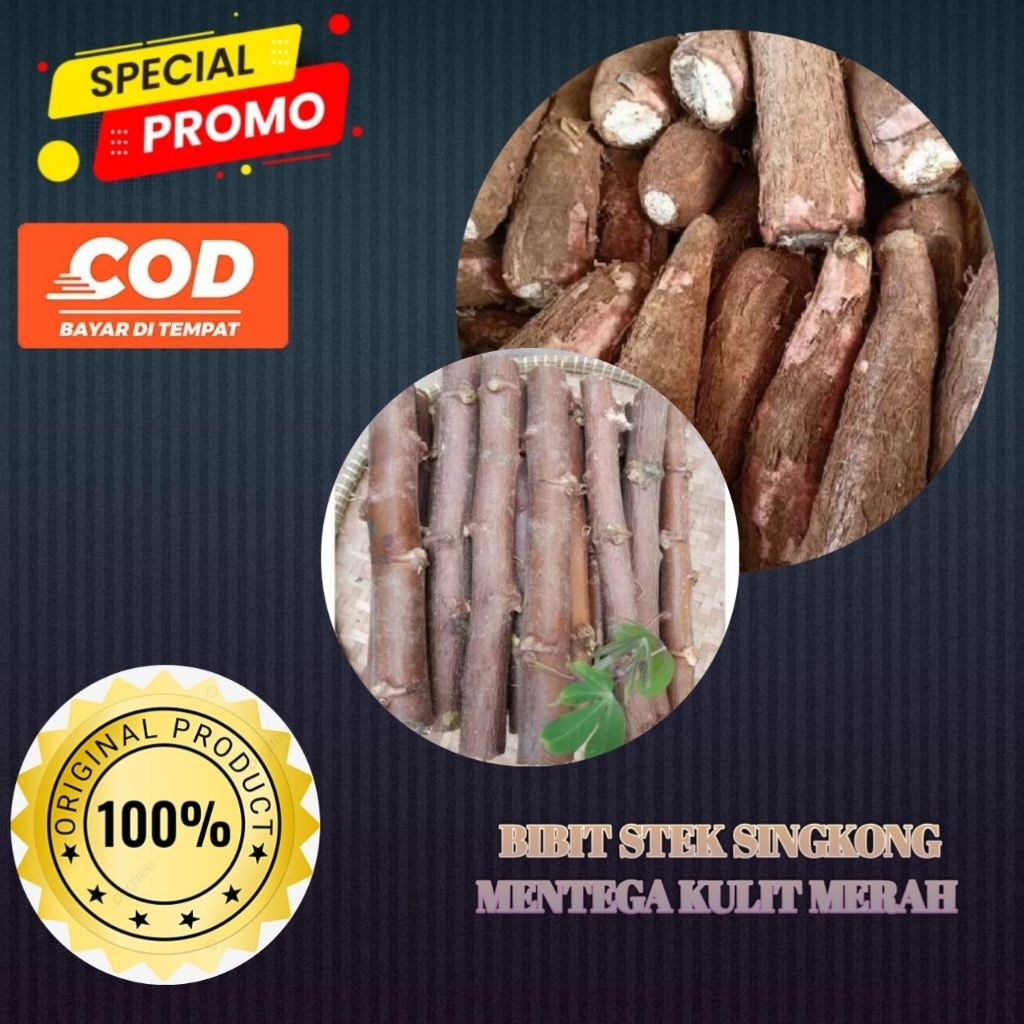 Bibit Stek batang pohon singkong mentega kulit merah, Panjang 30cm,