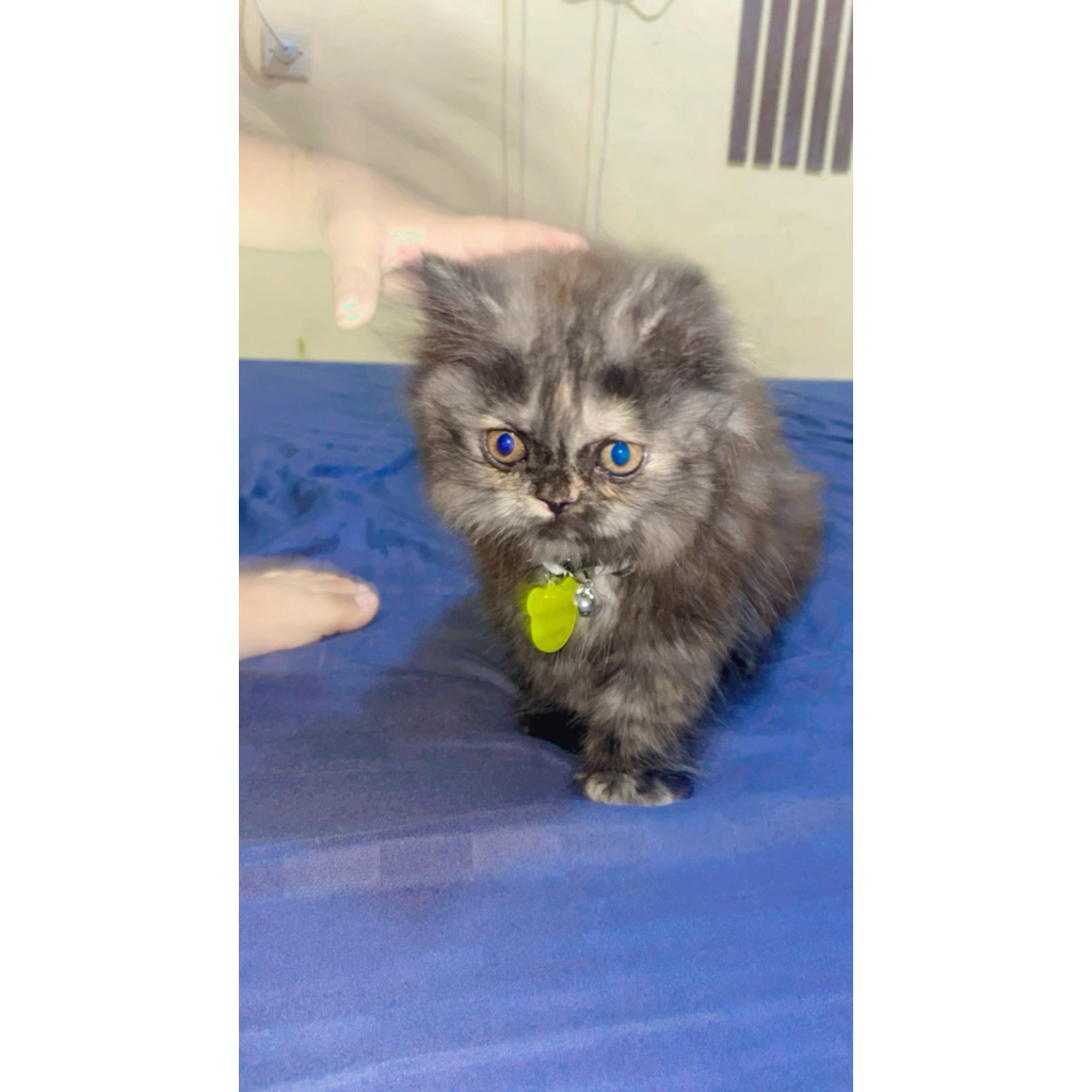 kucing persia flatnose mix flatnose