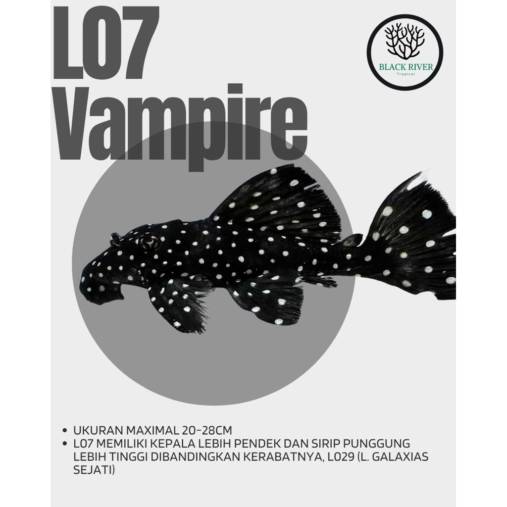 Pleco L007 - Vampire Pleco