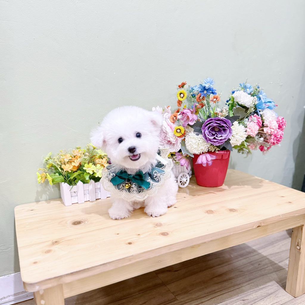 super cute korean mini bichon frise muka imut like a doll super cute bloodline import korea puppy pu