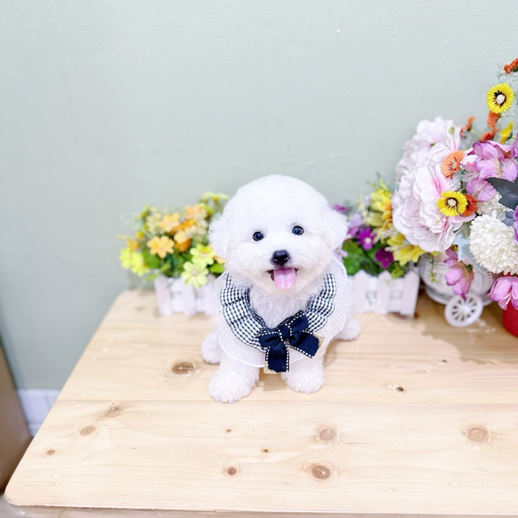 korean mini bichon male super cebol gembul bloodline import korea bichon frise mini