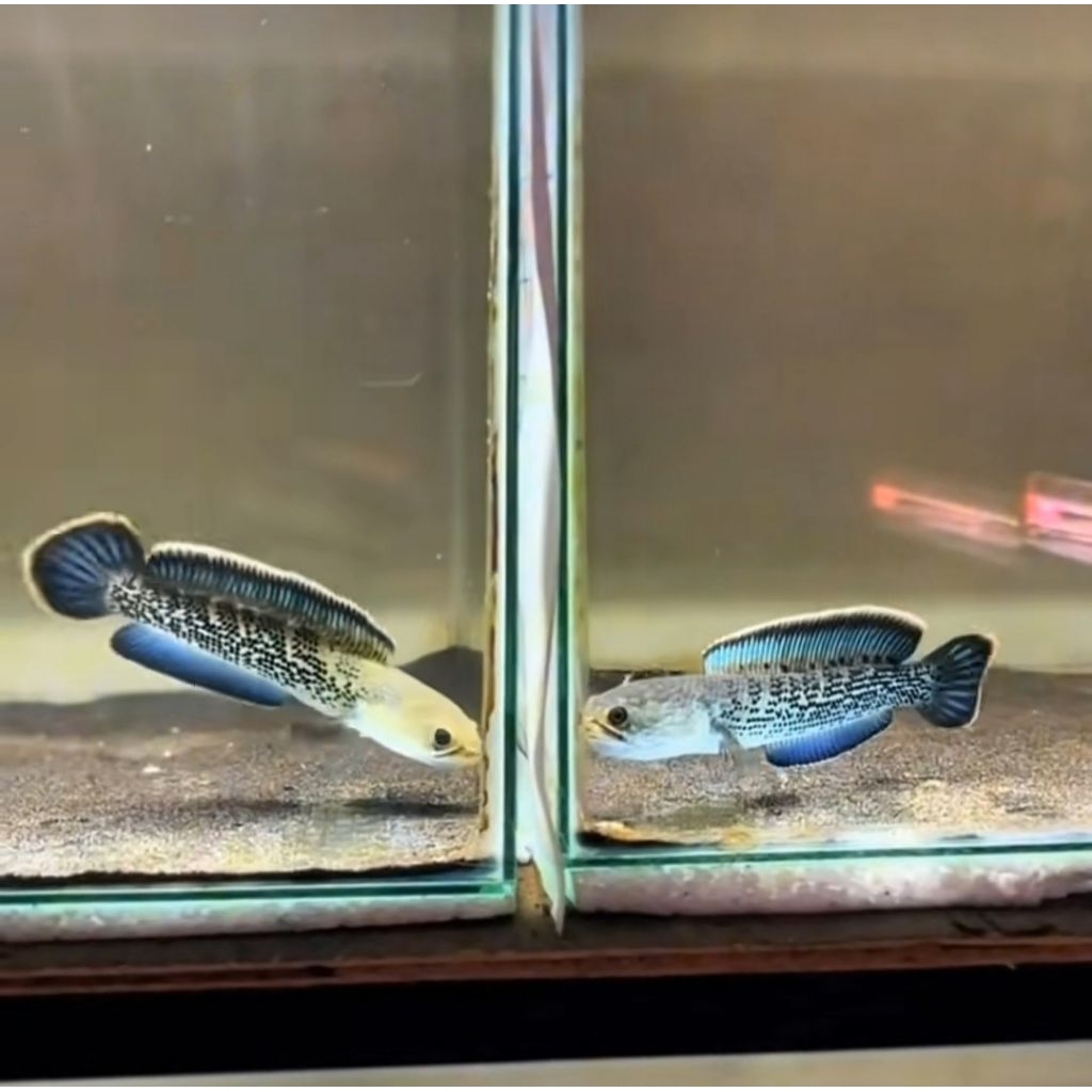 stewarti 6-7cm singgletank