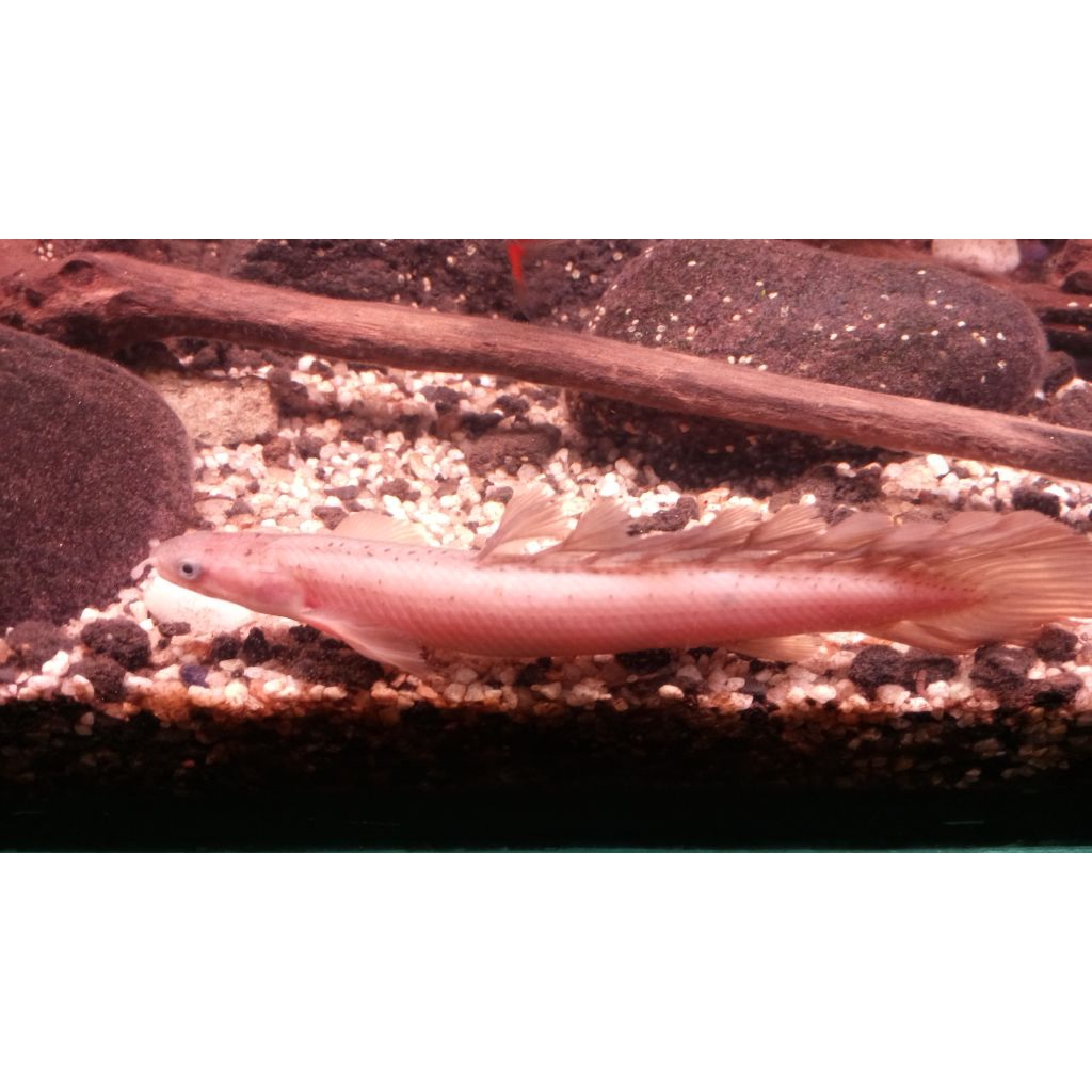 Ikan Palmas golden Slayer 10-12 cm