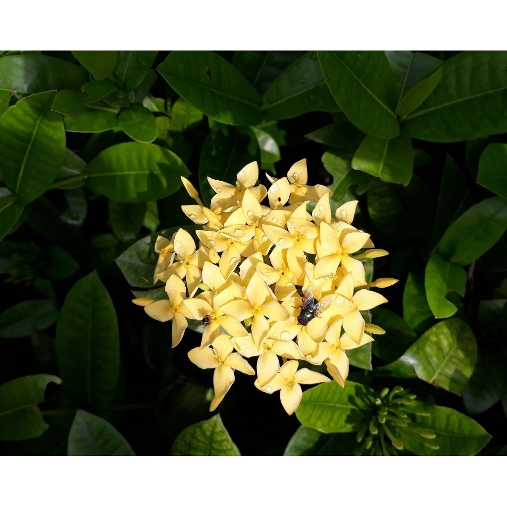 Tanaman Hias Asoka - Tanaman Asoka Jambon Bunga Kuning - Asoka Bunga Kuning