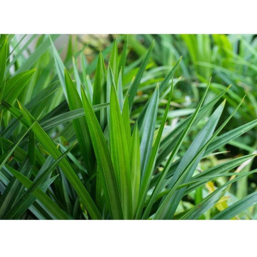 Daun Pandan Segar 15 Lembar Wangi Harum