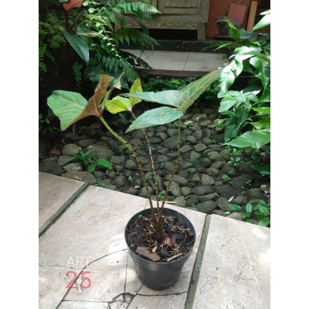Cyrtosperma Johnstonii Black Jack Alokasia Purba Sesuai Foto