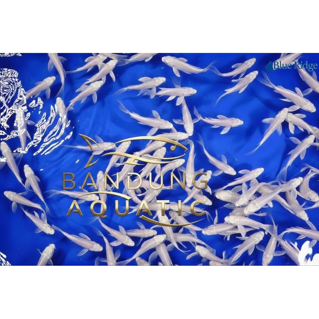 Ikan Koi Ogon Platinum Slayer 10-12cm Lolos Karantina