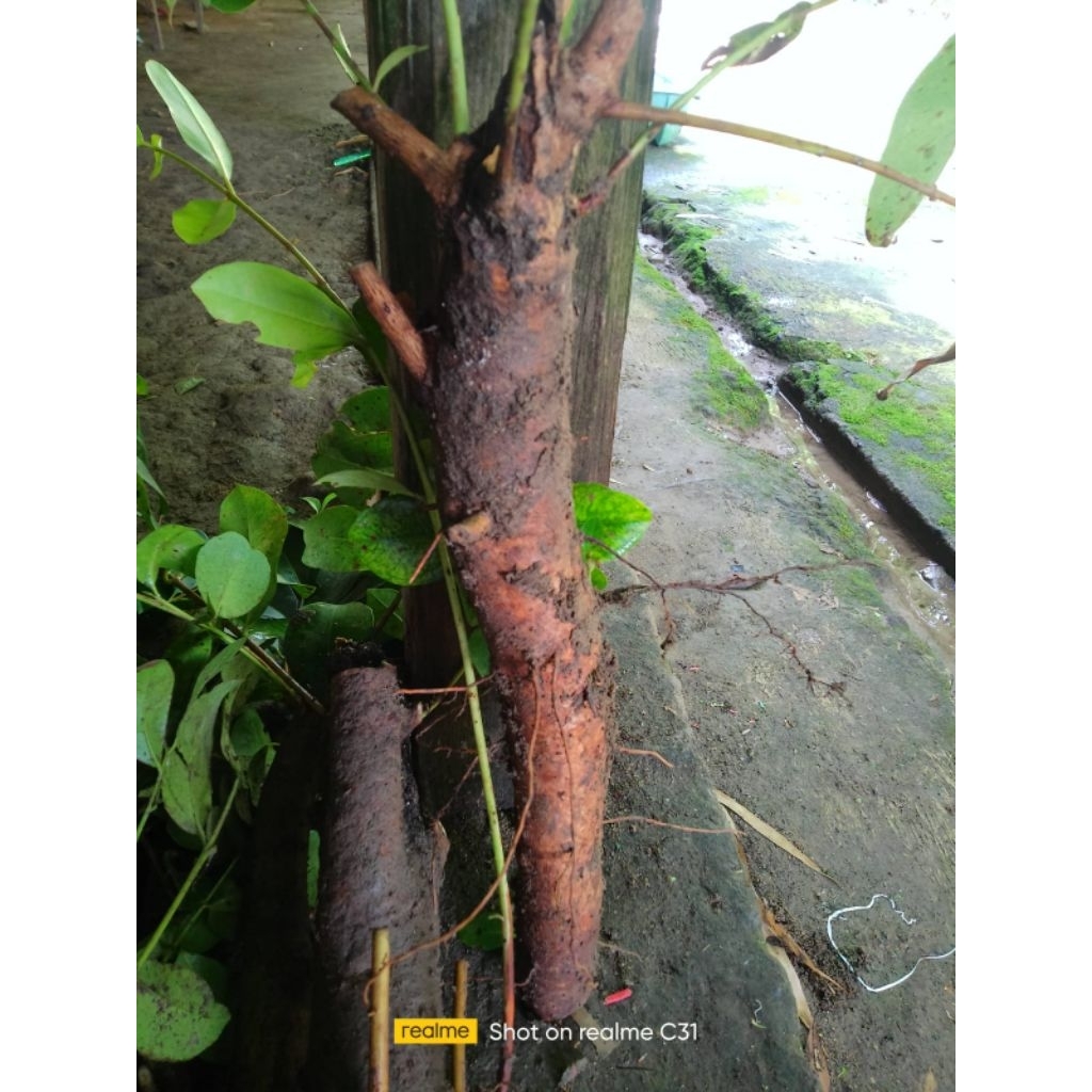 BAHAN BONSAI FRES DONGKELAN TANAMAN BUAH DUWET JAMBLANG