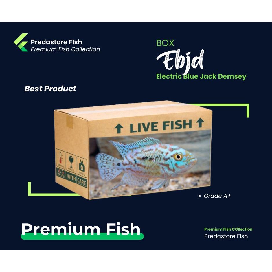 EBJD - ELectric Blue Jack Dempsey - Cichlid - Garansi Pengiriman