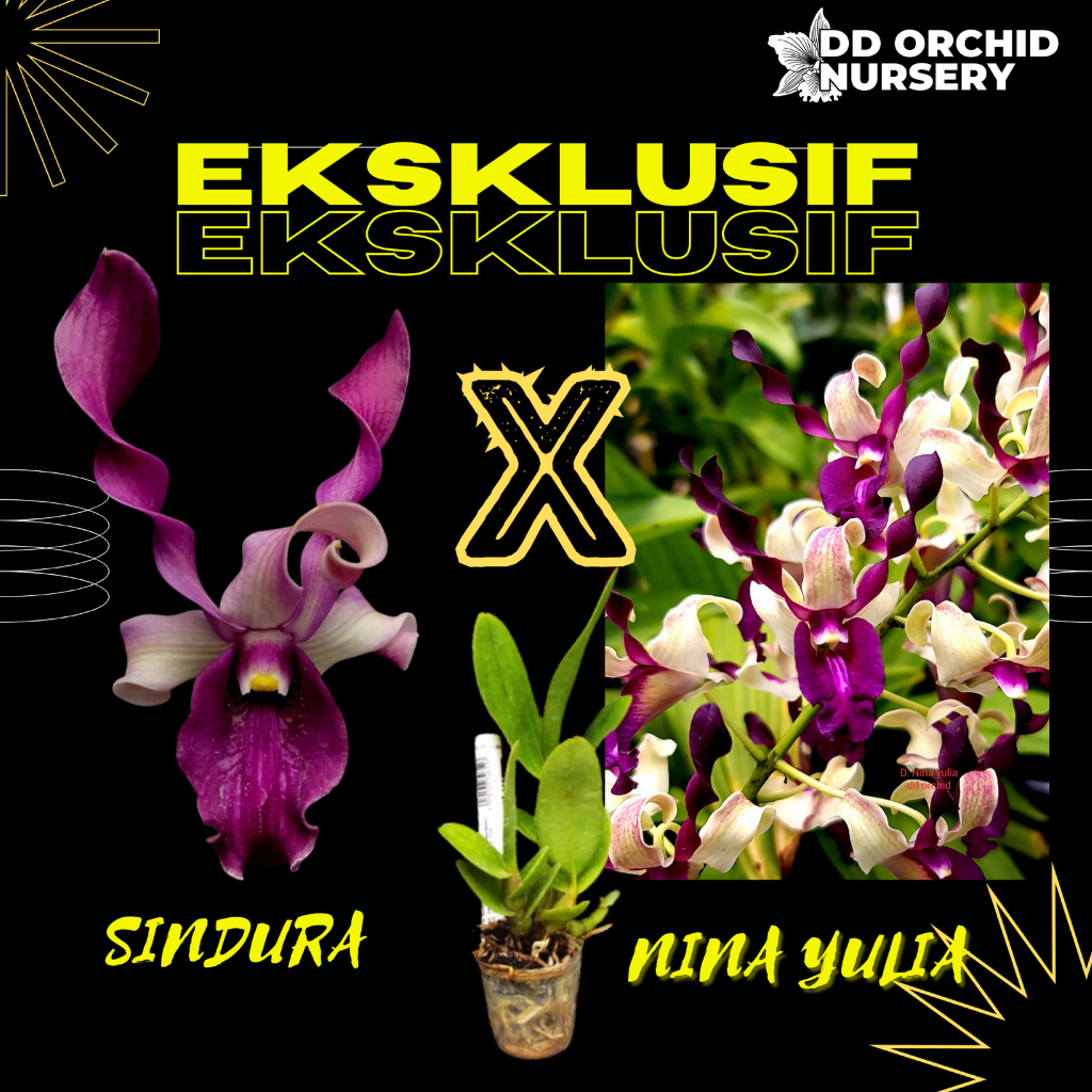 DD Orchid Seedling Anggrek Dendrobium Sindura x Den. Nina Yulia