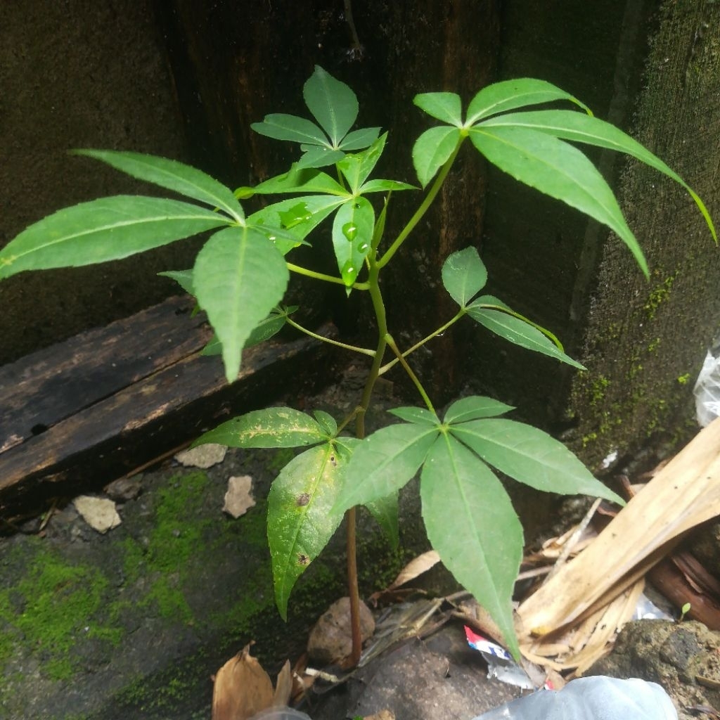 BIBIT TANAMAN POHON RANDU KAPUK