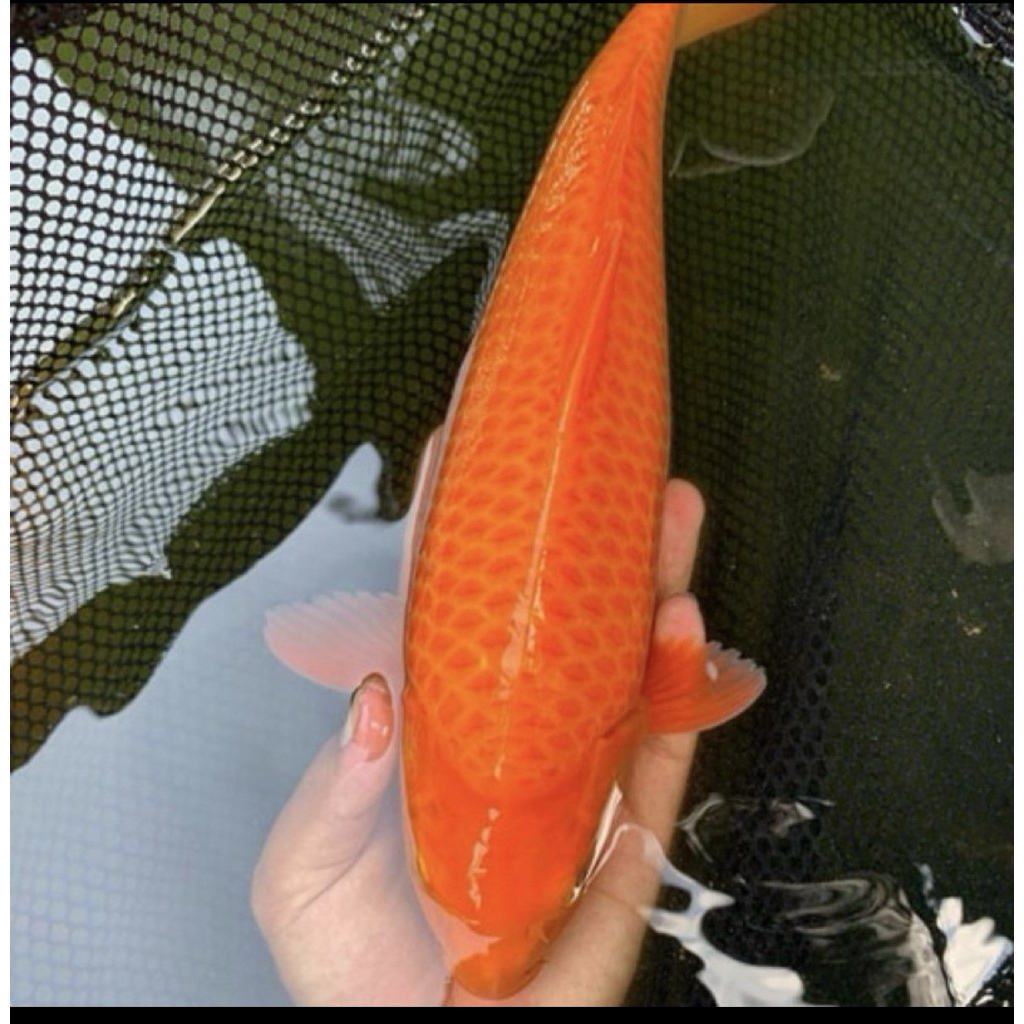 Ready Koi Benigoi Antikan Size 20-25Cm Super Cantik / Blitar / Grade A