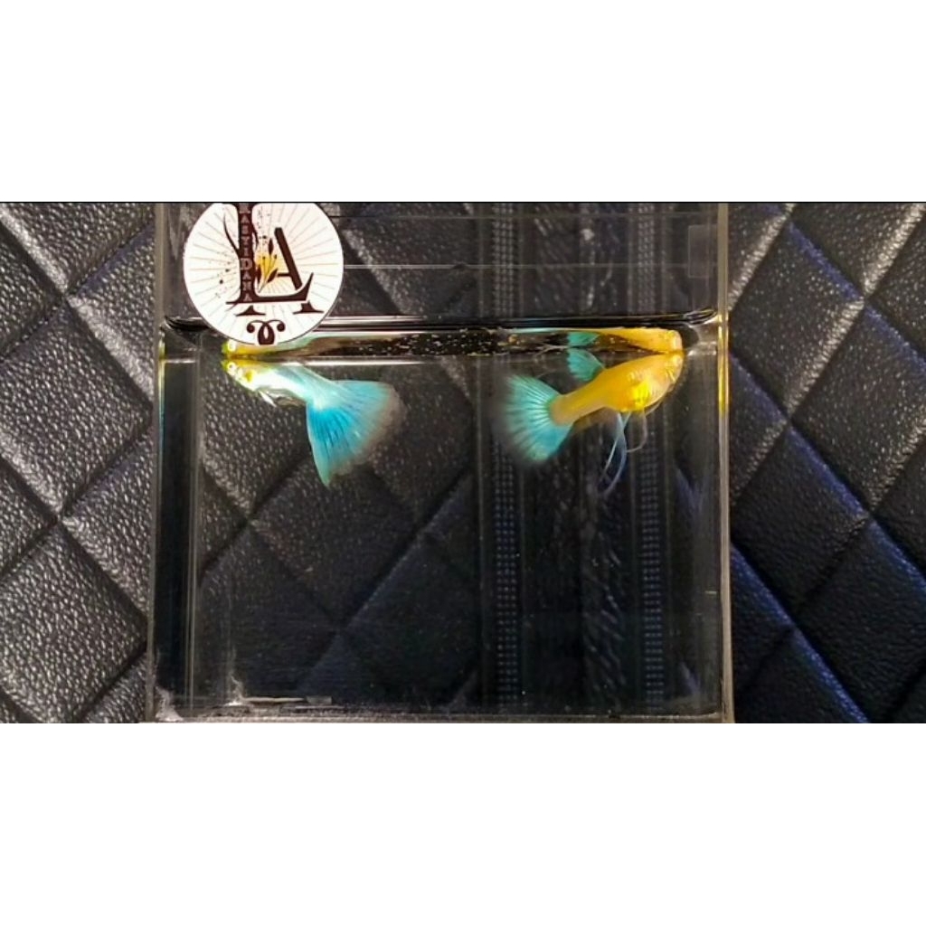 Guppy SKY Blue Ribbon