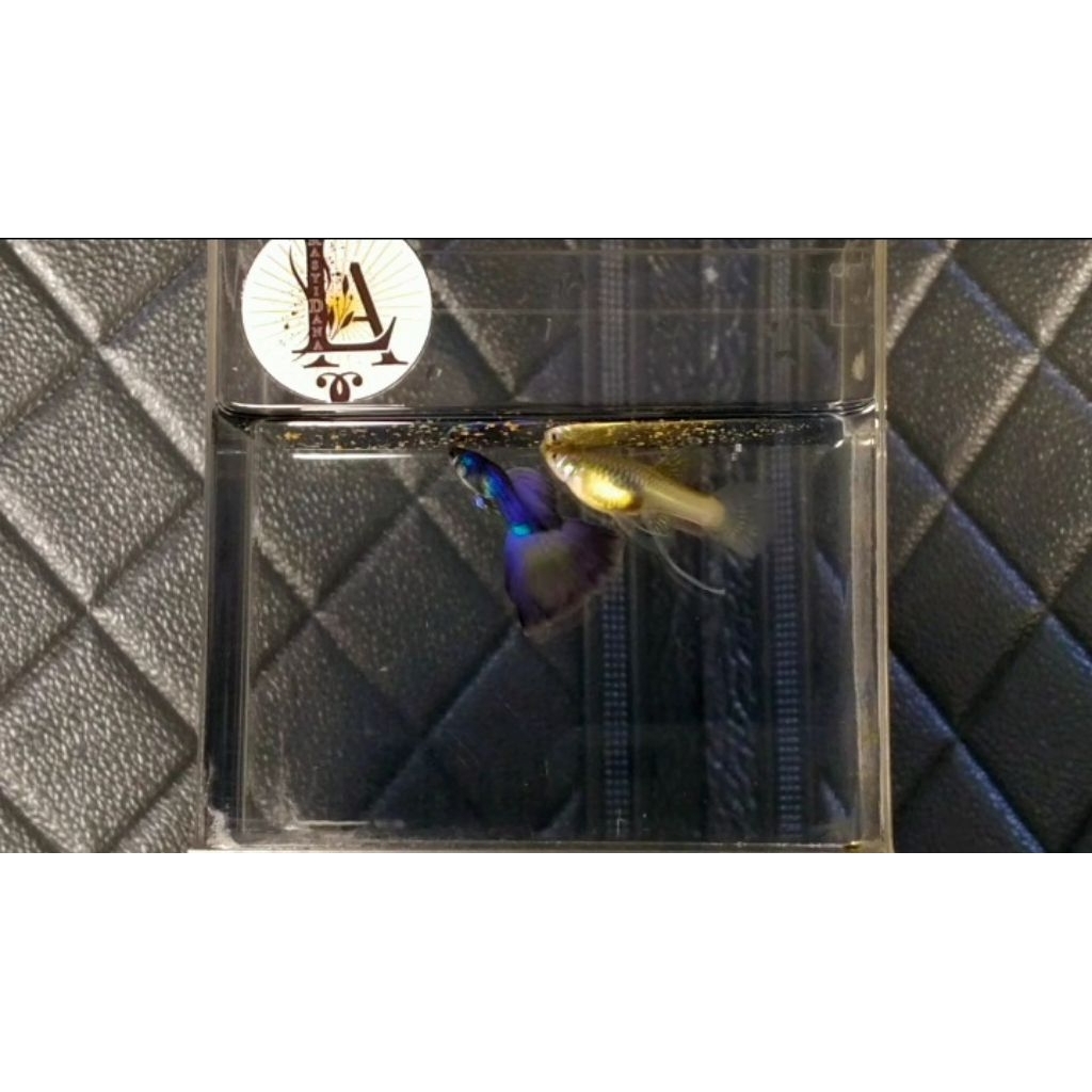 Guppy Blue Moscow Ribbon