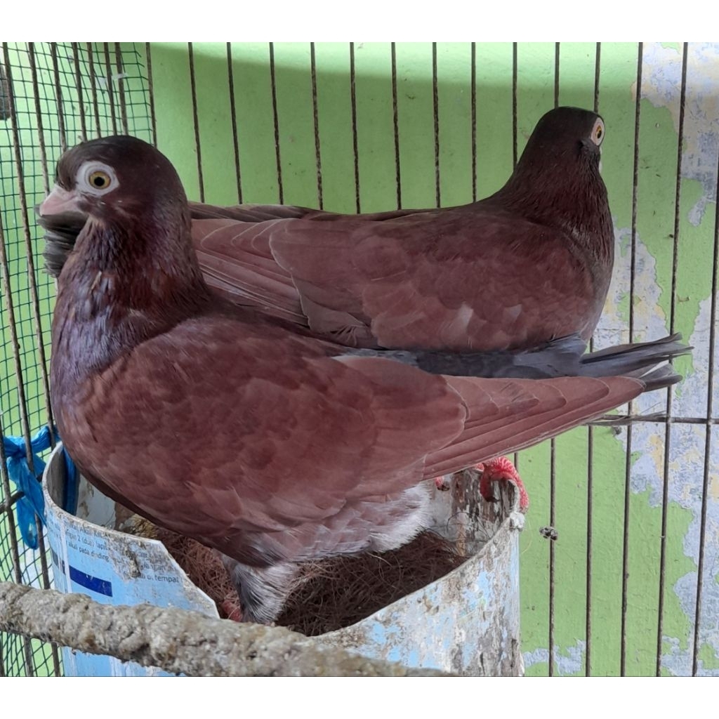 BURUNG MERPATI HIAS WINA INDUKAN sepasang